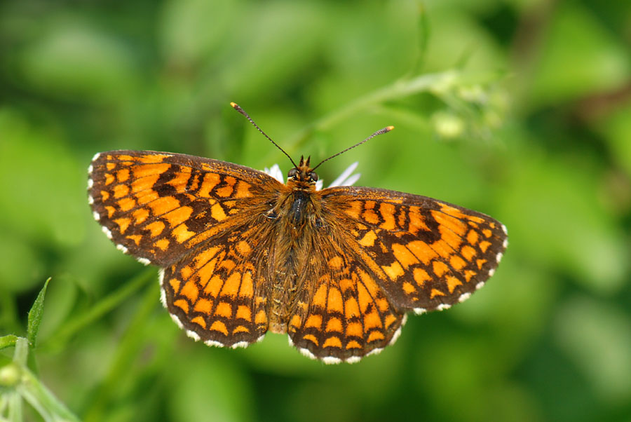 Melitaea athalia  Maschio e Femmina, da confermare